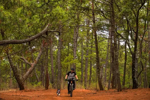 Sendero de pinos durante un tour de Ruta Vida